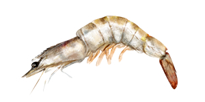 White Shrimp