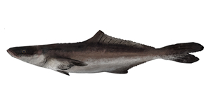 Cobia