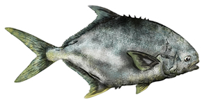 Pompano