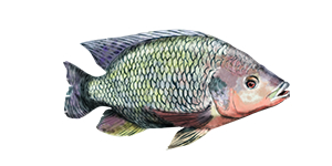 Tilapia