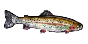 Rainbow Trout