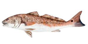 Corvina Roja