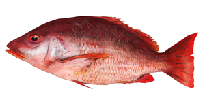 Pargo Rojo